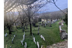 Židovský hřbitov